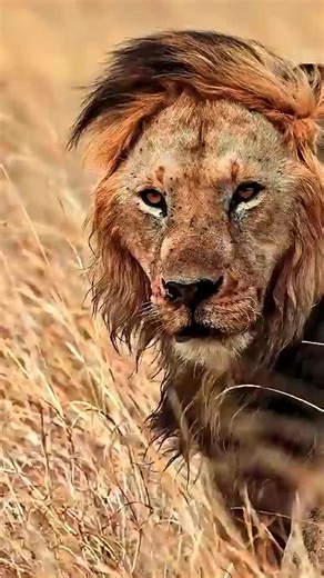 Incredible Wildlife Moments Caught on Camera