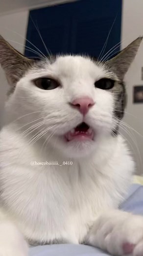 Compilation of Cat Sounds - Enjoy! 👍