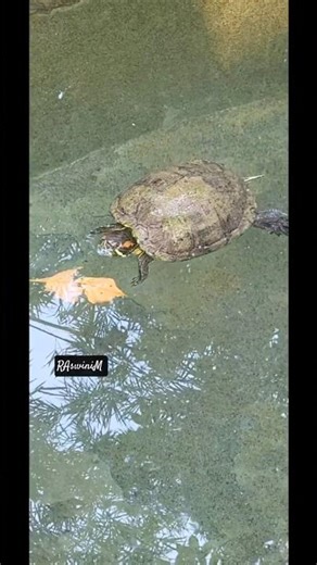 Petpark #travel #kerala #pets #animals #ostrich#parrot #palakkadan#nenmara #nature #trending #shots