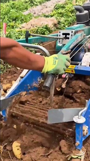 Potato harvesting using mechanical digger