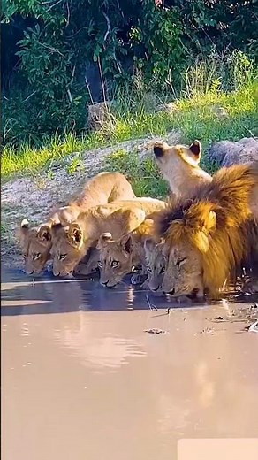Epic Wildlife Survival Battle Moments