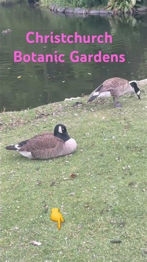 Just ducking around in paradise 🦆✨ #shorts #botanicgardens #ducks #youtubeshorts