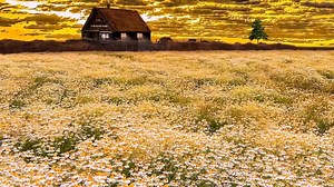 Kostenloses Video - Blumen, Wiese, Feld, Kabine