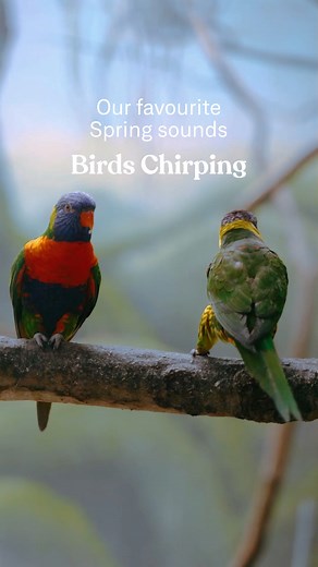 145 reactions · 24 shares | Embrace the sounds of spring, but don't forget about your hearing health!  Remember to consult an audiologist for any concerns and enjoy the season's sounds to the fullest. | Connect Hearing | Facebook