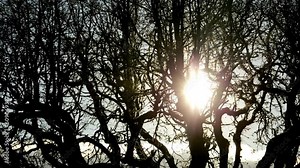 Winter's Tranquility: Time-Lapse of Oak Tree with Sun in the Background in 4K - Embracing the Seasonal Magic of Nature's Resilience
