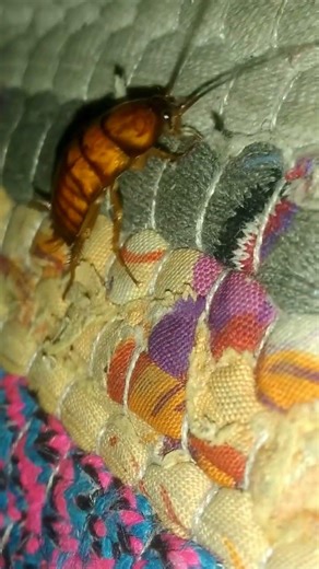 cute cockroach 👶🦗🦗 #insects #trending #cute #nanacancer #cockroach #bug #bucin #insectmacro #horror