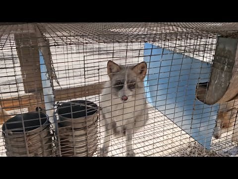 Fur Farm foxes need rescuing