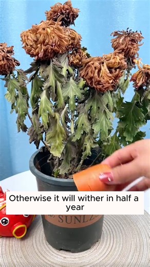 149K views · 611 reactions | Tips for growing flowers #backyardgardening #gardeninglife #vegetablegardening #vegetablegarden #gardeningtips #gardeninglove #organicgardening #gardensofinstagram #gardenideas #urbangardening #gardeningistherapy #gardeninggoals #homegardening #gardeninspiration #lovegardening #gardeningisfun #countrygarden #gardeningmakemehappy #veggiegarden #happygardening | Home Gardening | Facebook