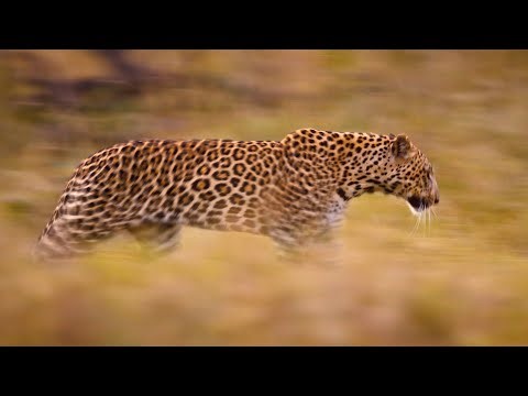 Leopard Enjoys a Wild Lunch in the African Bush | Whale Sharks & Meerkats Too!
