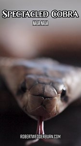 Spectacled Cobra FLICKING its tongue! #cobra #snake #wildlifephotography #wildliferescue #wildanimals #wild #snakes #snakesoftiktok #venom #venomous #nature #natureza #animales #animals #animalsoftiktok | Robert Wedderburn Productions