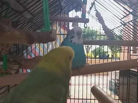 1 hour of budgies 684