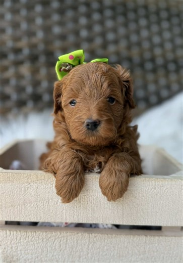 Family Mini Doodles (@familyminidoodles)’s videos with puppy love - elliot