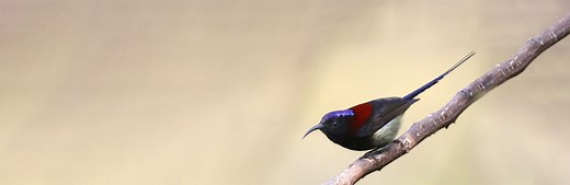 Webinars 2025 - Rockjumper birding tours- Global birding tours & Adventures