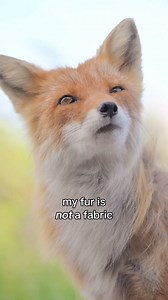 151K views · 2.4K reactions | foxes on fur factory farms are kept in cramped cages and are killed using cruel methods—like electrocution or gassing—just to preserve their fur. vintage or not, never buy fur  | peta2 | Facebook