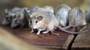 Farelerin gördüklerini sinyallerinden deşifre eden algoritma geliştirildi