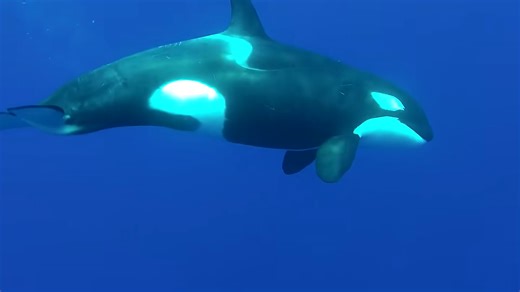 Watch 10-ton orcas hunt great white sharks – they only take the liver