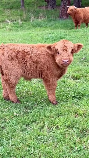 #cow#fluffy#farming#babycow#calf | Cute Little Calf
