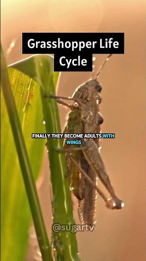 Grasshopper Life Cycle #shorts