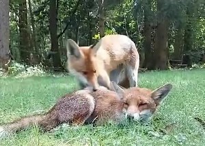 🦊 Did you know that grooming is a vital part of fox social behaviour? In this heartwarming video, watch as these two juvenile foxes bond through grooming. This behaviour not only keeps their fur clean but also removes parasites, maintaining their hygiene and health. Grooming also strengthens their social connections and reinforces trust, helping them relax and fostering a sense of community, essential for their survival in the wild. 🧡 | The Fox Project