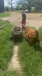 The baby train! This shows how we move new moms and babies to the nursery pens. We like this method because moms can see the babies and stay with them. It keeps them calmer and makes them easier to move. | Shepherd Creek Ranch