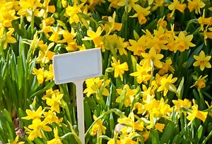 Best Plant Tags to Stay Organized