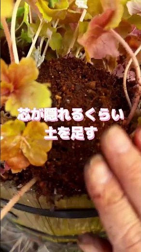 春のヒューケラ☘️私の毎年お手入れ方法を教えちゃうね♪#ヒューケラ#ヒューケラ大好き