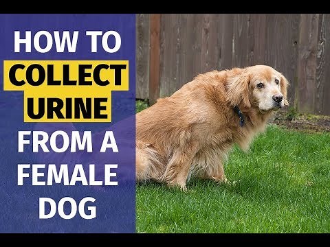 How to Collect a Urine Sample From a Female Dog | Animal Behavior College