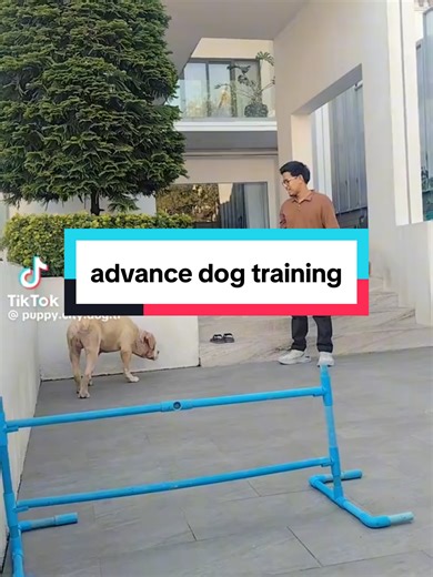 advance dog training ygn home service dog trainer zwe yan naing 09758157734 #homeservicedogtraining #pitbull #fyp #ygn#doglover
