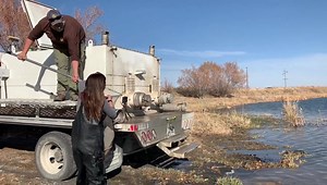 Over 200 rainbow trout tipping the scales at more than 5 pounds each made their way into Jim Moore pond today. A big thanks to Clear Springs Foods in Mackay for donating these monster fish! #fishidaho | Idaho Fish and Game Upper Snake