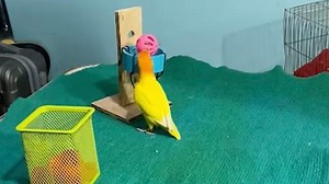 Smart parrot learns to play basketball