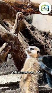 Sea Otters Have SECRET POCKETS?! 😱 5 Insane Facts That Will Shock You 🦦