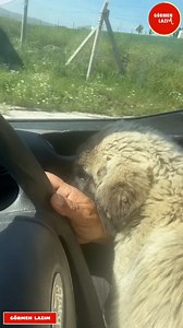 Ara ara kafayı sallayıp inliyor garibim çok kene var zaten aç kalmış birde keneler yemiş kliniğe gidiyoruz | Görmen Lazım