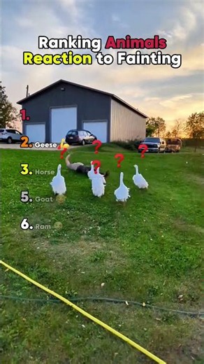 Ranking Animals Reaction To Fainting