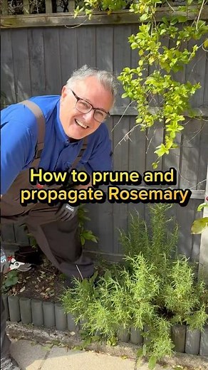 How to prune and propagate Rosemary #gardening #plants #garden #herbs #gardens