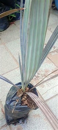 Blue palm tree saplings.