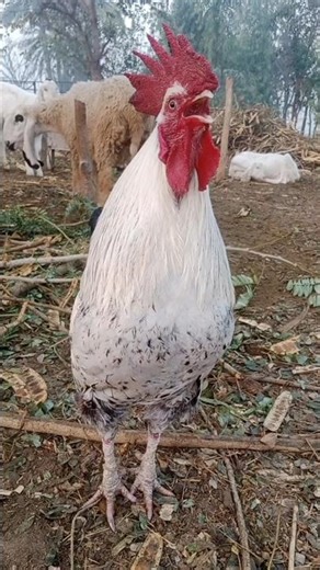 rooster calling morning sound