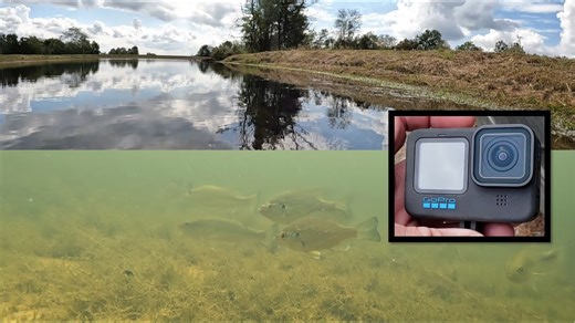 Underwater Pond Exploration – Southern Illinois Fish and Aquatic Life