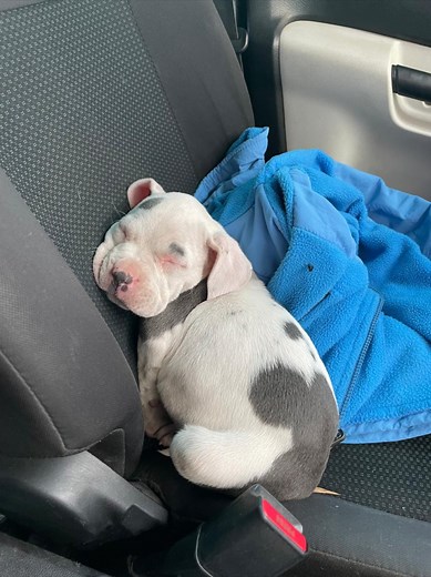 Corte de orejas pitbull: así era antes de mi corte de orejas