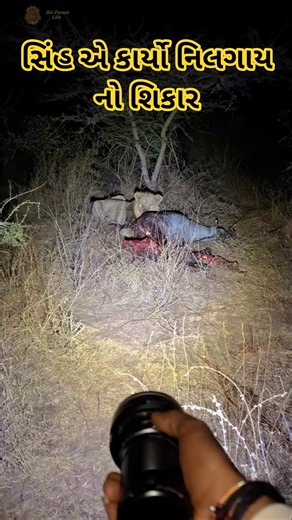 સિંહ એ કર્યું મારણ 🦁👌 || short || #short #asiaticlion