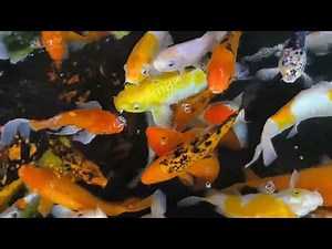 How to Treat Anchor Worms in Koi Fish: A Comprehensive Guide