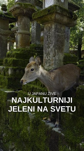 Jeleni iz Nare smatraju se božanskim glasnicima još od 8. veka, pa su vekovima bili zaštićeni zakonom. Generacijama su naučili da je naklon = hrana, pa su razvili svoj mini “bonton”. Kao i ljudi, svaki jelen ima svoj karakter — neki su stidljivi, neki doslovno poziraju za slike, a neki vas prate sve dok ne čuju šuštanje kesice. Vodimo vas u Naru na našoj turi za Japan 21. mart | JAPAN I JUŽNA KOREJA | 2690 eur 28. april | JAPAN - TOKIO I KJOTO | 2150 eur Informacije i rezervacije: 📥 inbox 📩 in