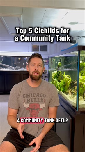 Top 5 Cichlids for a Community Tank | Cichlid Bros
