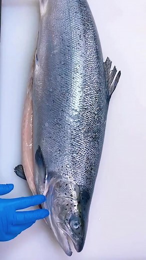 How to Fillet a Salmon: Step-by-Step Guide