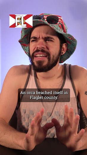 200K views · 9.1K reactions | Yes, what is an orca doing in Florida... Find the full video on YouTube by using the link in my bio! | Ben Brainard | Facebook