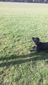 21 reactions · 3 comments | So our super recall training cocker is not only off the lead and recalling nicely, but also very happy to release her ball when asked. What a difference in just 2 weeks. #behaviourrehabilitationthepetsinpractiseway #fromonleadtoofflead #petsinpractise #fromguardingtosharing | Pets in Practise | Facebook