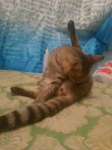 My bed invader 🥰my Rhain.. my sweet stressed reliever 😅 | Chloe Arang Agar