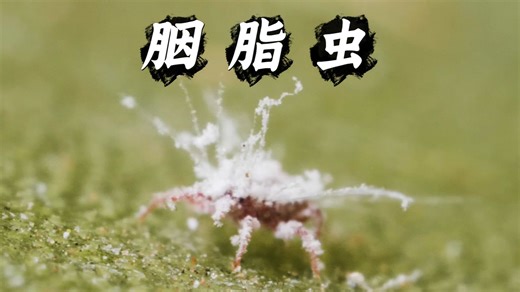 你的口红是虫子做的，七万只才出近一斤色素！