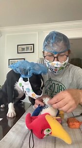 Unfortunately, we were not able to save Woody. He died on the operating table.…………………………………………………………………………………………………………………………………………………………………………………………………………………………………………………………………………………………………………………………………………………………………………………………………………………………………………………………………………………………………………………..…………………………. #nalatheboston👿 #dog #pets #dogsofinstagram #dogstagram #petstagram #dogslife #spoileddog #dogreels #bostonterrier #bostonterriersofinstagram #bostonterriers #bostonterrierlove #bostonterrierlife #dogmom #love #bostonter