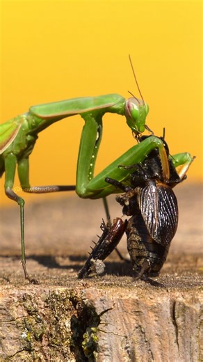 Praying mantis eating cricket Wincent kjt72 #nature #wildlife | HAWI Studios