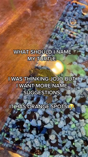 HELP ME #jojo #HELP #turtle